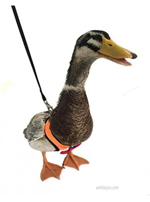 Yesito Chicken Harness Hen Size with 6-Foot Matching Belt Comfortable Breathable Small Size Suitable for Chicken Duck or Goose Suitable for Weight About 2.3-3.8Pounds Orange