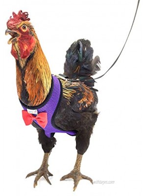 Yesito Chicken Harness Hen Size with 6ft Matching Leash – Adjustable Resilient Comfortable Breathable Large Size Suitable for Chicken Weighing About 6.6 Pound,Purple
