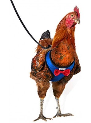 Yesito Chicken Harness Hen Size with 6ft Matching Leash – Adjustable Resilient Comfortable Breathable Large Size Suitable for Chicken Weighing About 6.6 Pound ,Blue